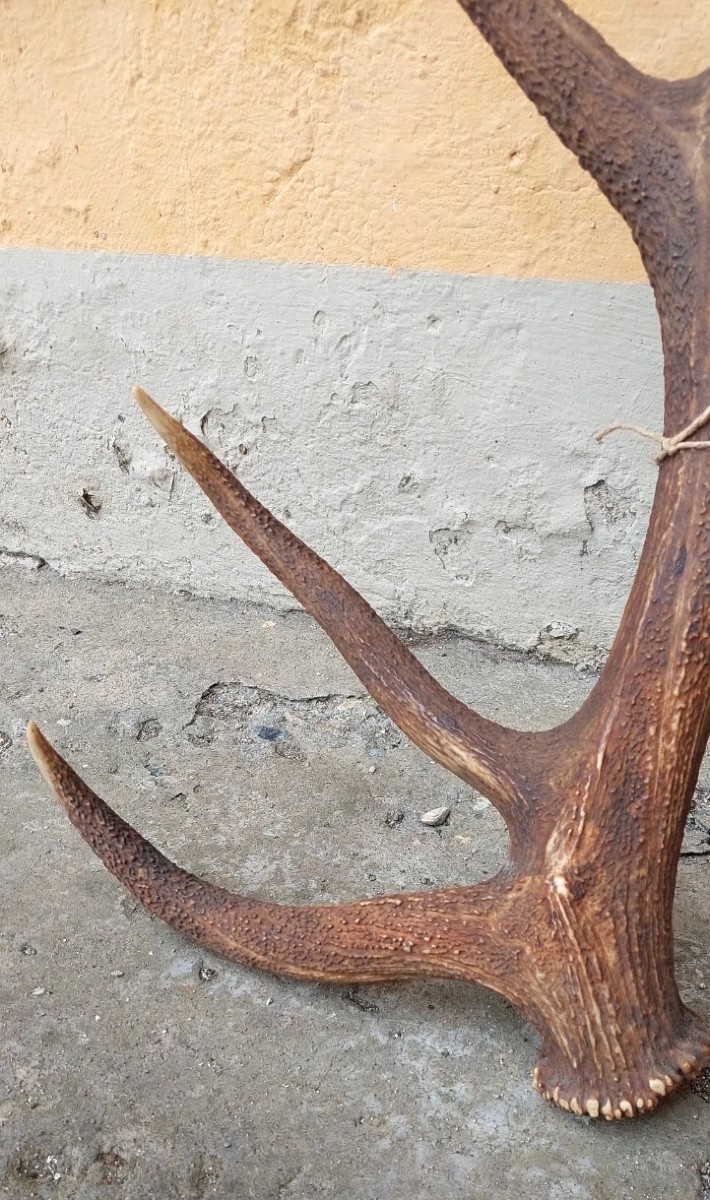 RARISSIMO ENORME Palco Di Cervo Perfetto 8 PUNTE 95 cm-photo-4