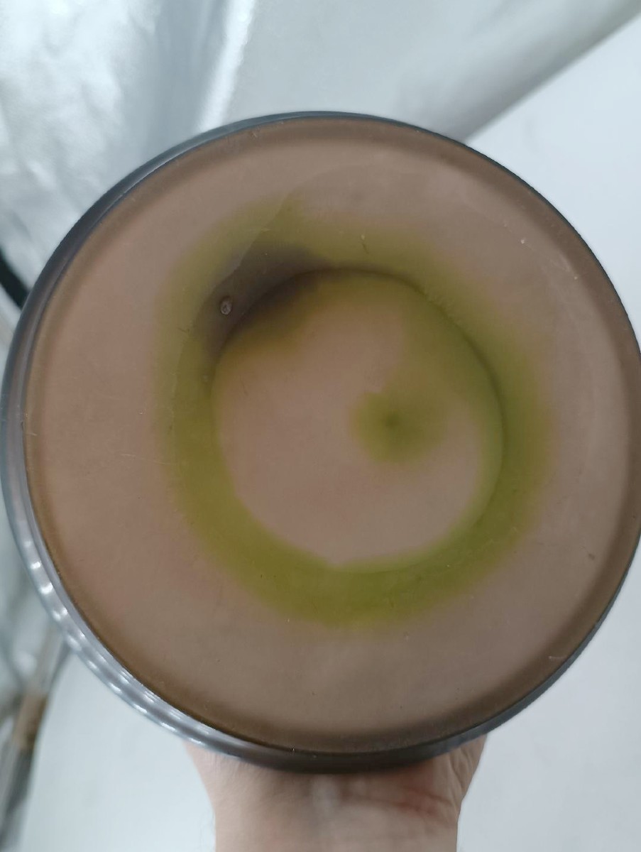 Vaso Galle' cameo Nancy Francia con stella primo ventennio del xx secolo h. 47 c-photo-1