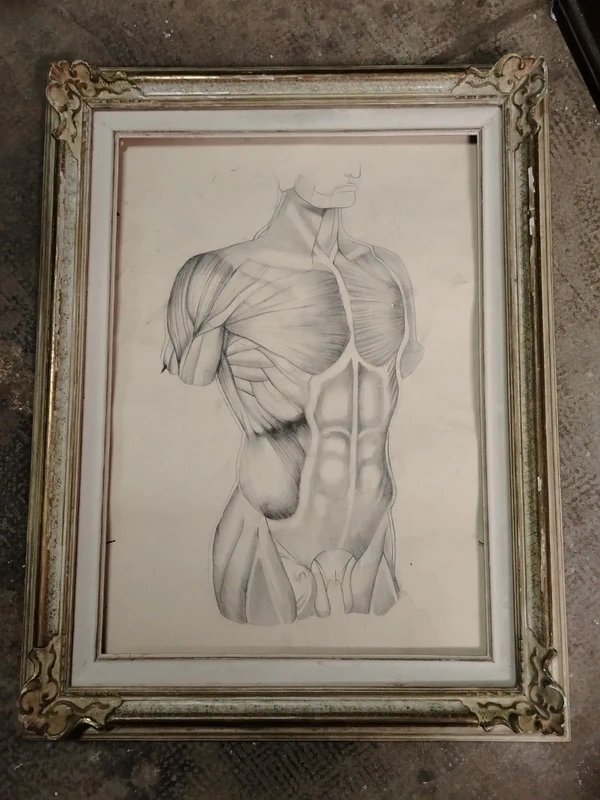 Antico disegno a matita anatomico-photo-2