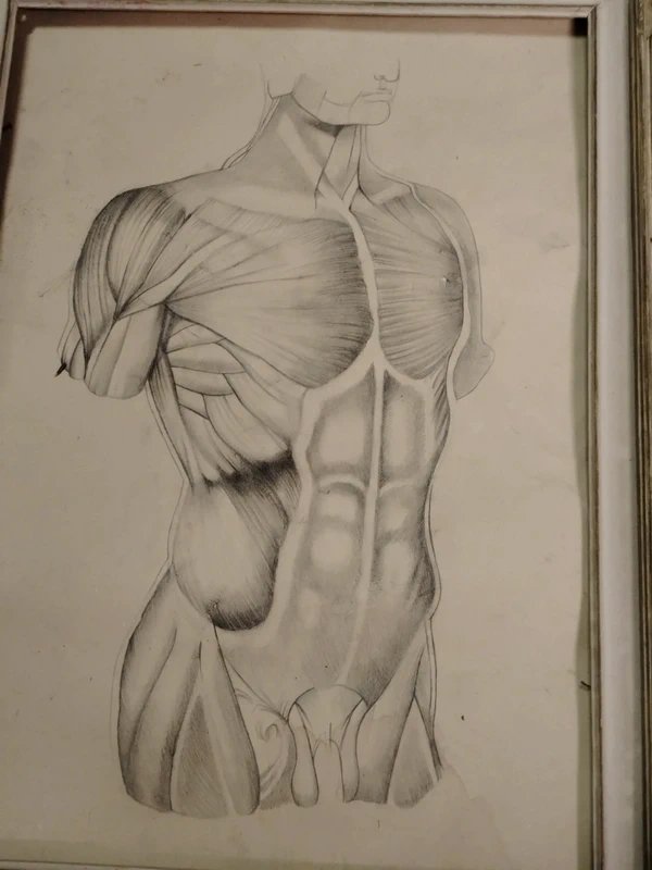 Antico disegno a matita anatomico-photo-4