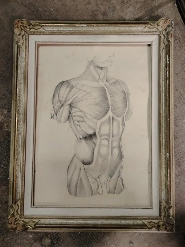 Antico disegno a matita anatomico-photo-4