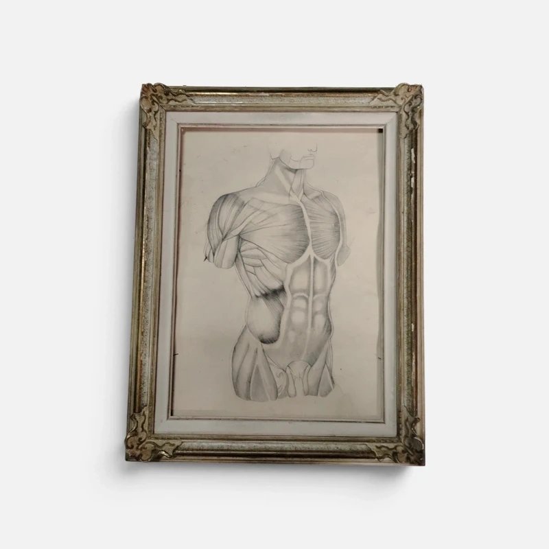 Antico disegno a matita anatomico