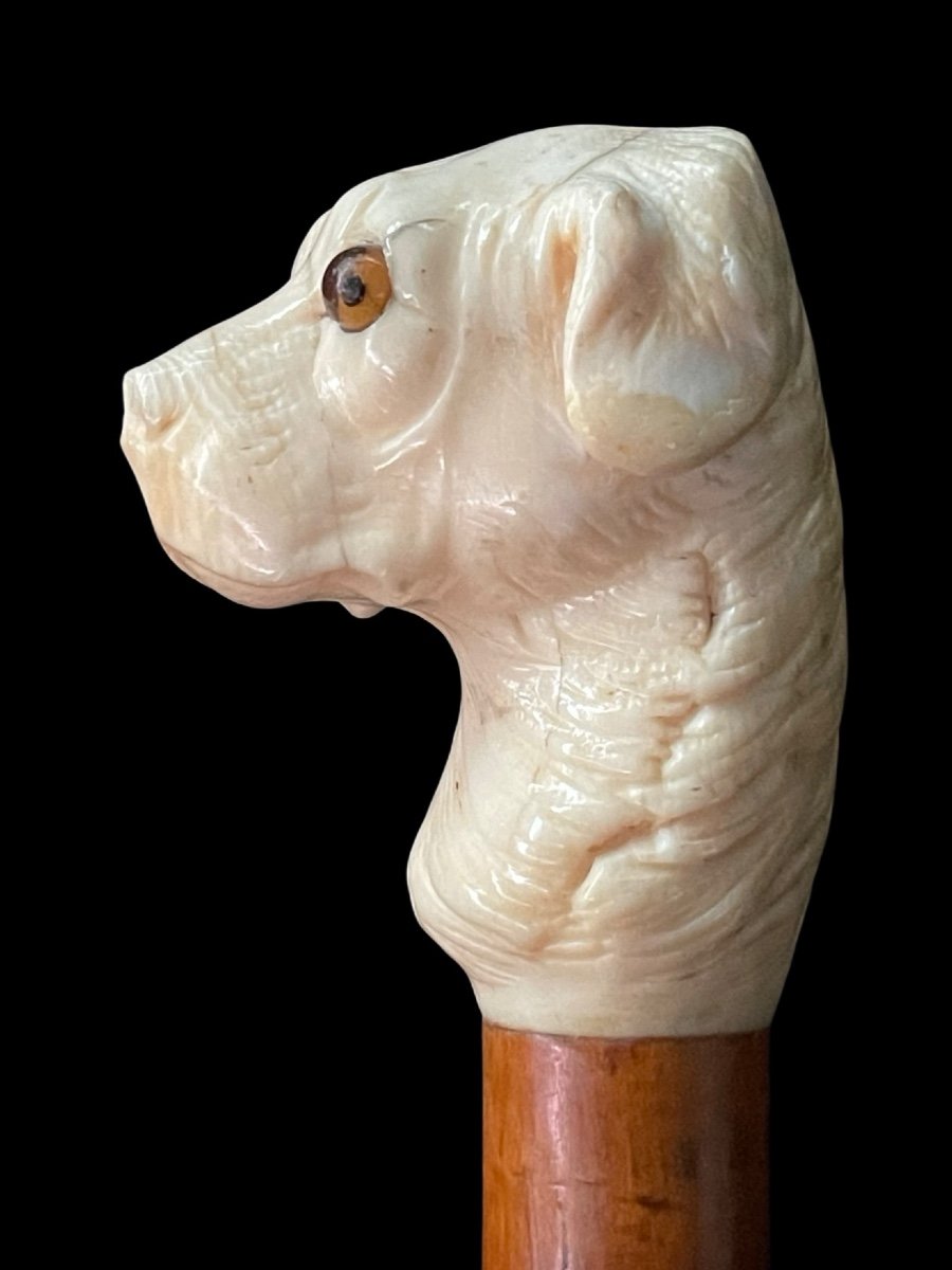 Bastone con pomolo raffigurante testa di cane in avorio.-photo-2