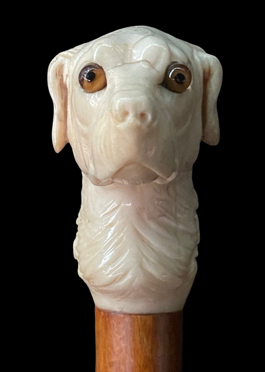 Bastone con pomolo raffigurante testa di cane in avorio.-photo-3