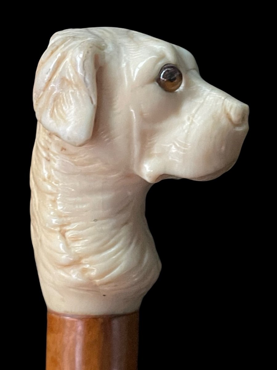 Bastone con pomolo raffigurante testa di cane in avorio.-photo-4