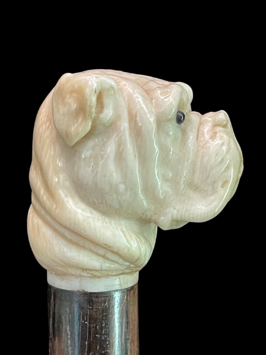 Bastone con pomolo in avorio raffigurante testa di cane molosso.-photo-2