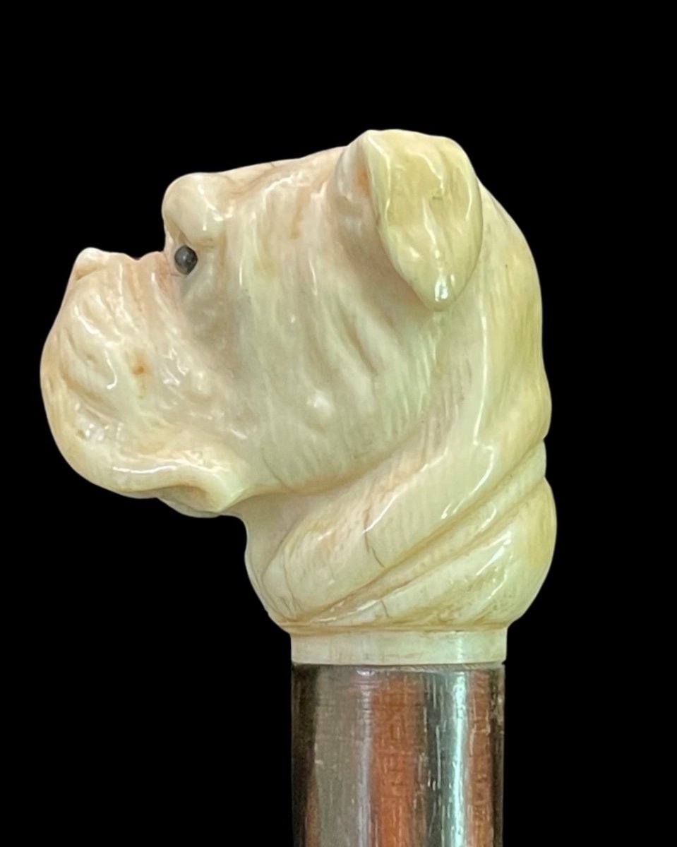 Bastone con pomolo in avorio raffigurante testa di cane molosso.-photo-4