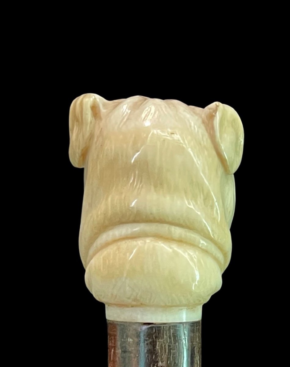 Bastone con pomolo in avorio raffigurante testa di cane molosso.-photo-1