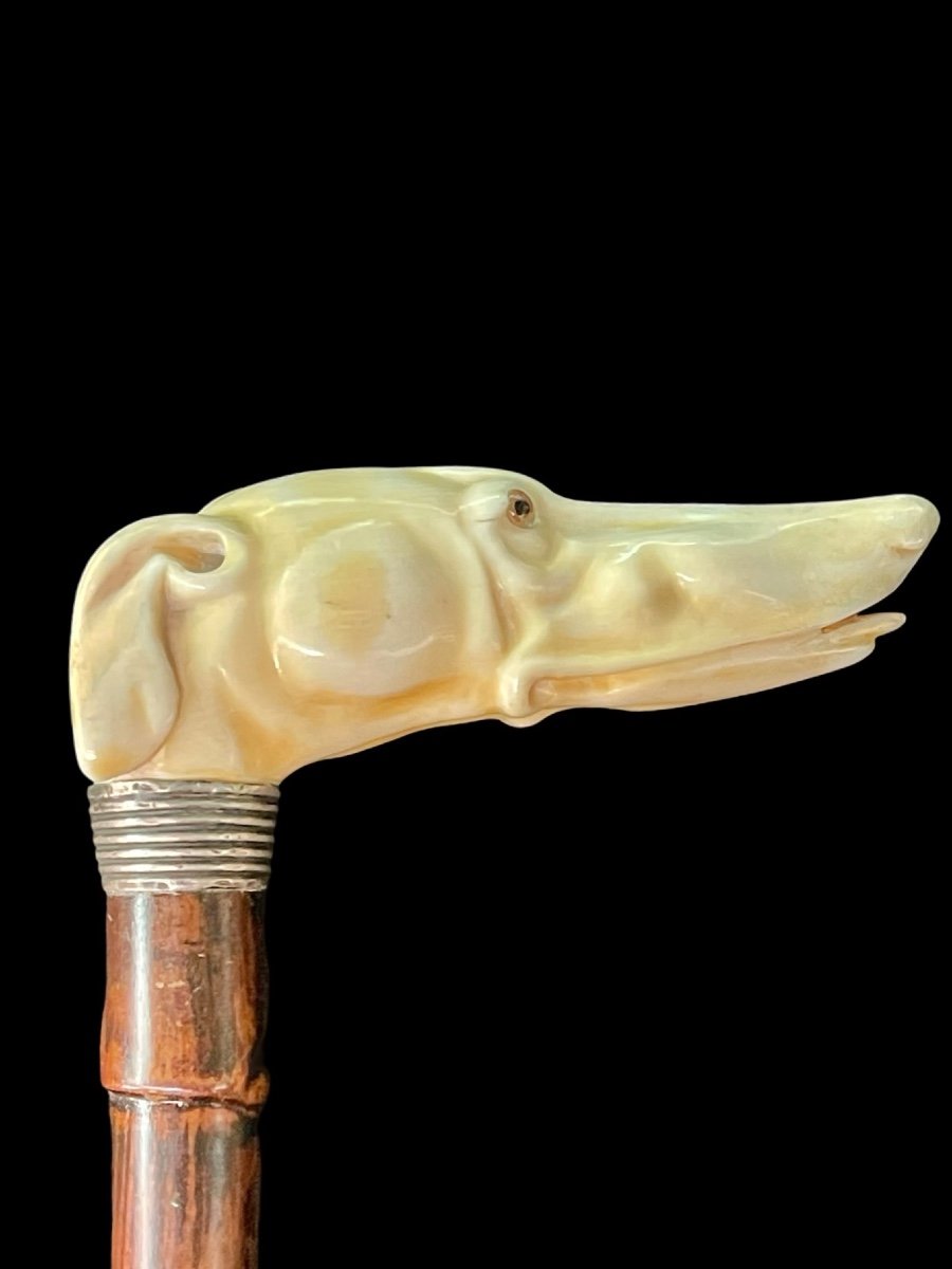 Bastone con impugnatura laterale in avorio a forma di testa di cane levriero.-photo-2