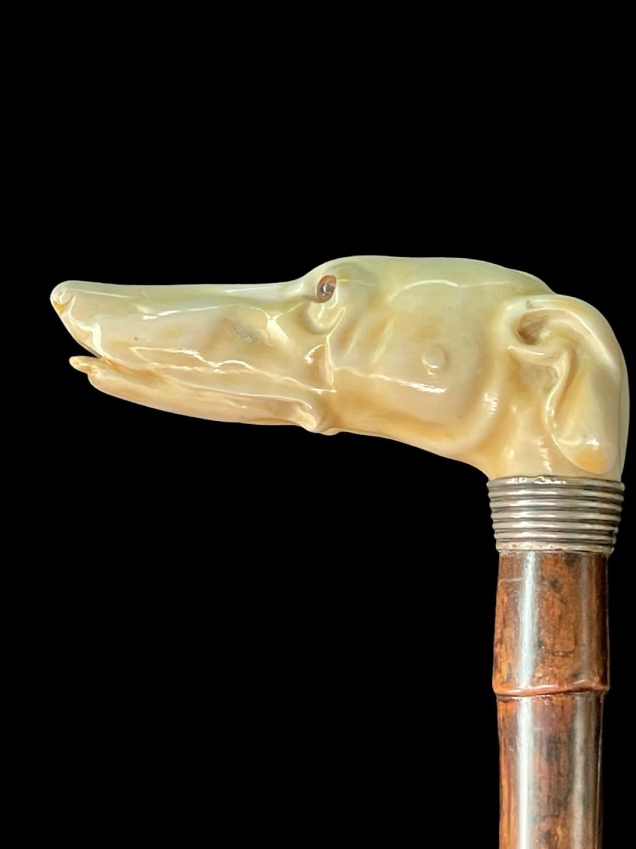 Bastone con impugnatura laterale in avorio a forma di testa di cane levriero.-photo-3