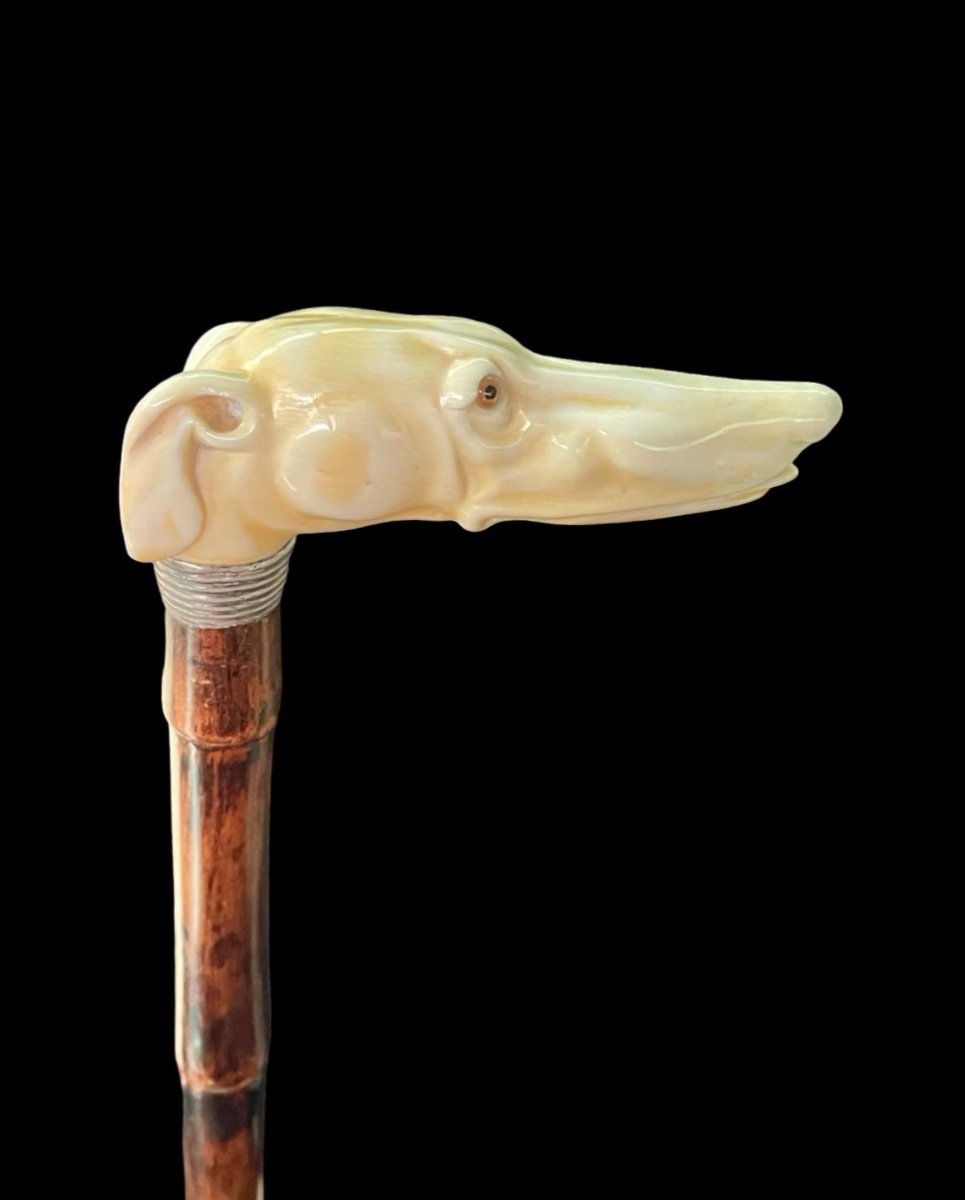 Bastone con impugnatura laterale in avorio a forma di testa di cane levriero.