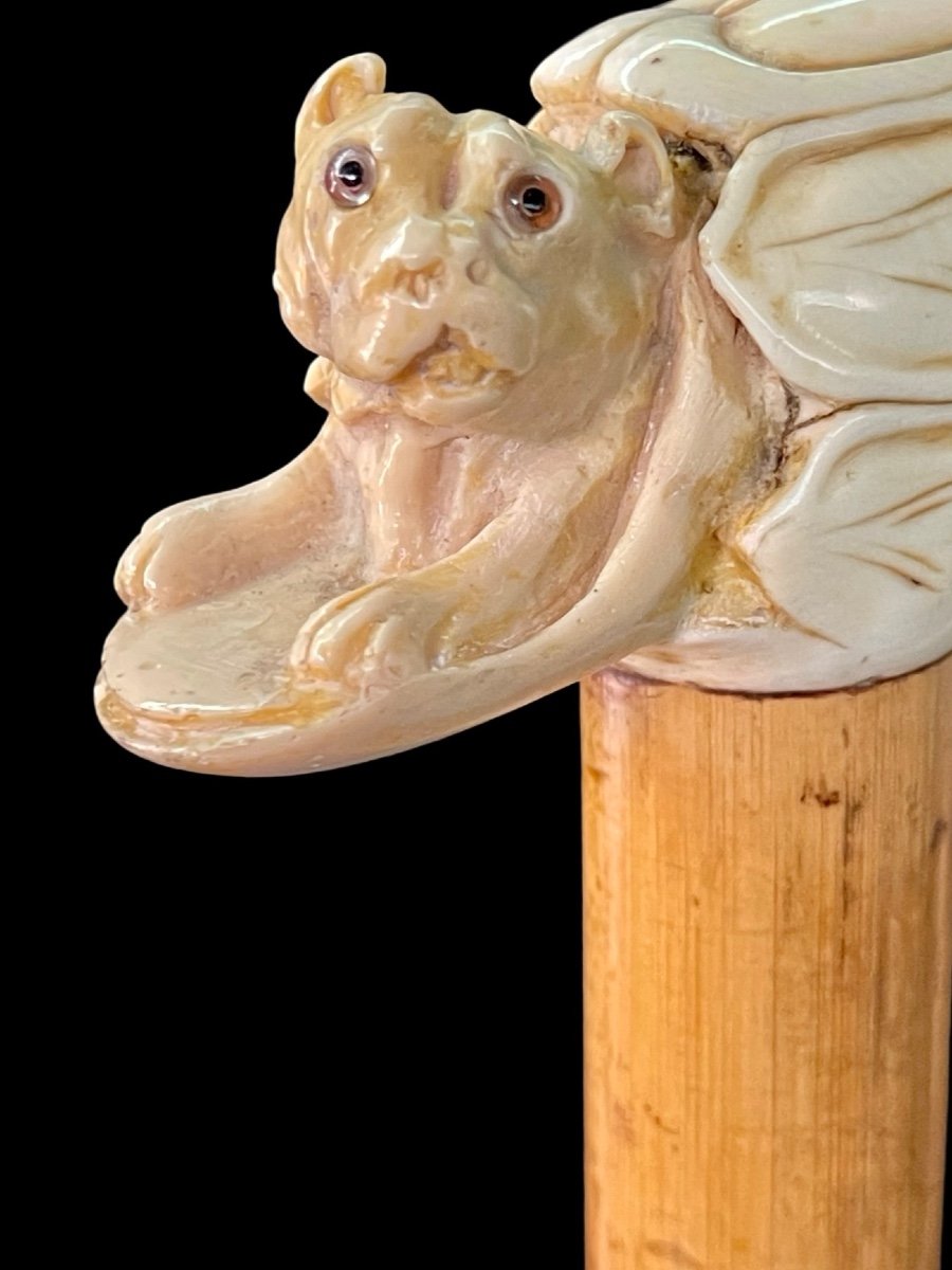 Bastone con impugnatura in avorio laterale raffigurante cane dentro un nascondiglio.-photo-2