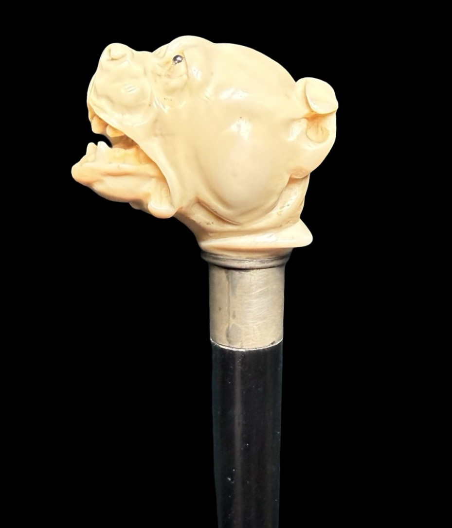 Bastone con pomolo in avorio raffigurante cane molosso.-photo-4