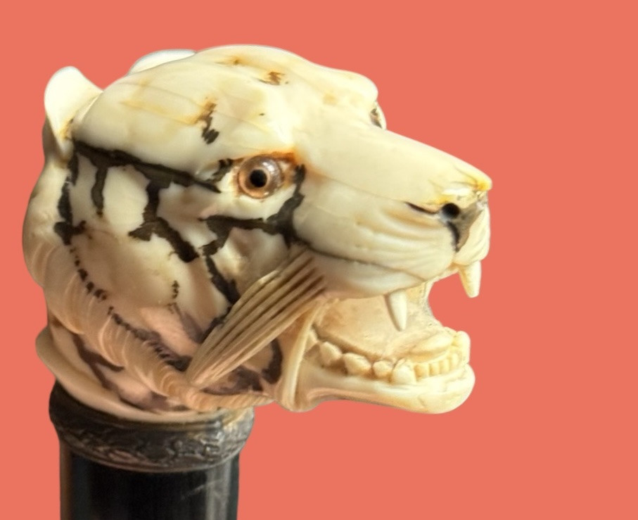  Bastone con pomolo in avorio raffigurante testa di tigre.-photo-2