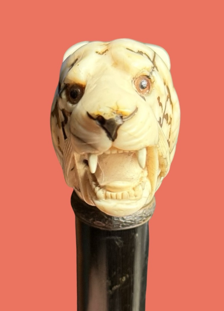  Bastone con pomolo in avorio raffigurante testa di tigre.-photo-3
