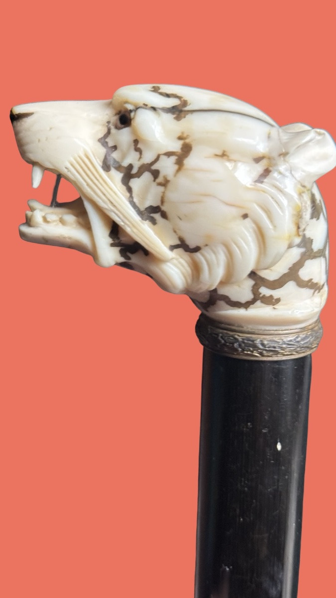  Bastone con pomolo in avorio raffigurante testa di tigre.-photo-1