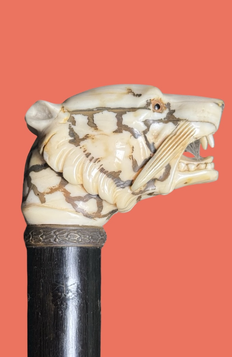  Bastone con pomolo in avorio raffigurante testa di tigre.