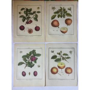 Duhamel Du Monceau, Eight Engravings, 18th Century.