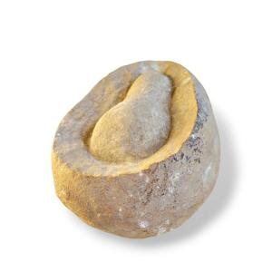 Fossil Presented As Dinosaur Egg