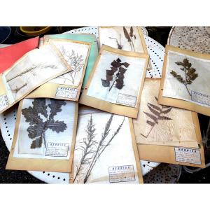 Beautiful Large Erudit Herbarium In Protected And Labeled Early 20th Century Plates In Folder.