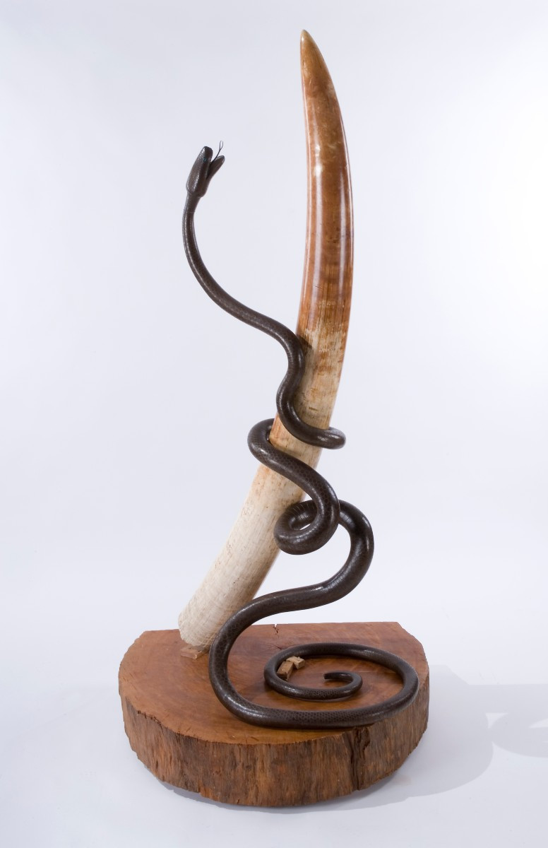 Scultura con serpente in ferro battuto attorcigliato a una zanna d’elefante africano, su base l