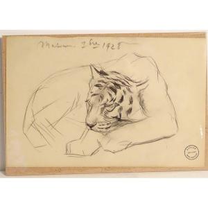 Animal Charcoal Drawing Atelier René Hérisson Study Tiger Lying Twentieth Museum