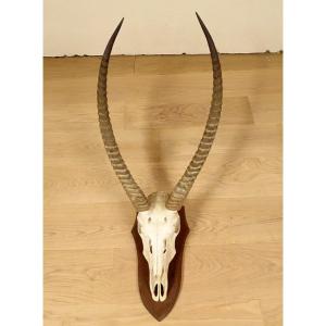 Hunting Trophy Massacre Horns African Antelope Cobe Defassa Africa 20th