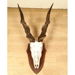 Hunting Trophy Massacre Horns Eland Antelope From Derby Africa Deco 20th