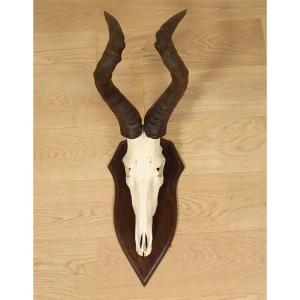 Hunting Trophy Massacre Horns African Antelope Hartebeest Major Africa 20th