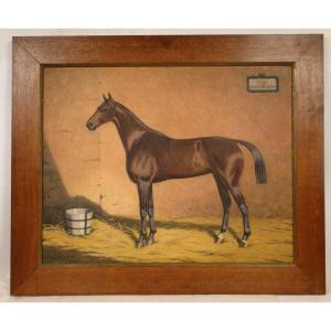 Hst Racehorse Ipsa Sébastopole Harley Paul Le More 19th