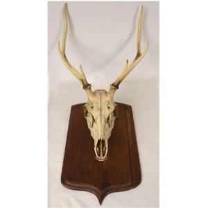 Large Hunting Trophy, Slaughter Of Deer, Horns, Wooden Shield, 19th Century