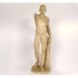Large Plaster Sculpture From Houdon’s “écorché” Workshop: A Nude Male Figure Depicting Human Anatomy, 19th Century