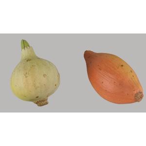 Onion And Shallot Trompe l'Oeil
