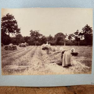 Albumen Print Mounted On Cardboard, Harvest Scene, 19th Century