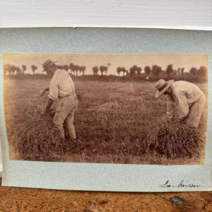 Albumen Print Photograph Mounted On Cardboard Depicting 19th-century Harvesters
