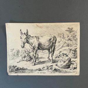 Engraving By Berchem Nicolaes Pietersz (1620-1683) Depicts A Donkey 17th Century