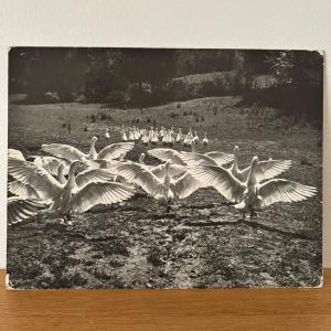 Silver Photo Bernard Darot XXe Photo Club Nantais Le Ballet Des Oies
