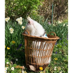 Wastebasket, All In Woven Wicker