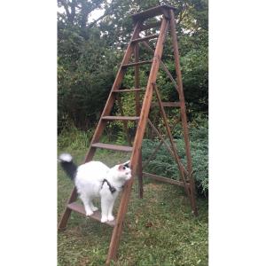 Large 8 Step Library Stepladder 