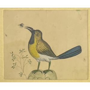 The Bird And The Insect Watercolor