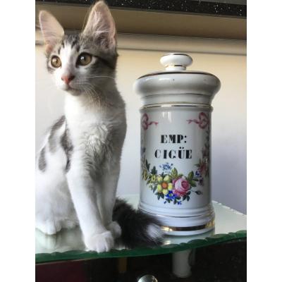 Pot à Pharmacie , Porcelaine De Paris , Décor Fleuri