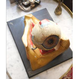 Anatomical Eye Skin Early 20th Century