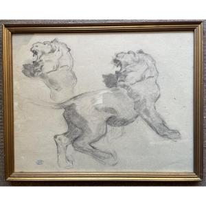 Lion Study ,by Séné