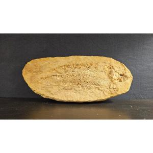 Fossilized Fish