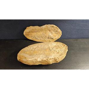 Male And Female Fossilized Fish