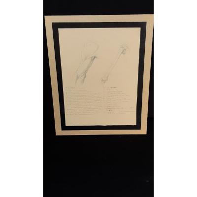 Anatomical Pencil Drawing