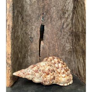 Important Seashell, 20th Century