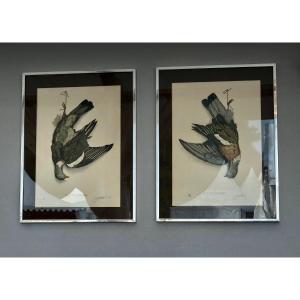Pair Of Wood Pigeon Lithographs, Signed Jérôme Trolliet And Dated 1972