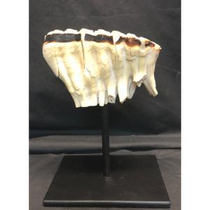 Rare Fossilized Mammoth Tooth And Fossil Base Dentist Collection In Good Condition