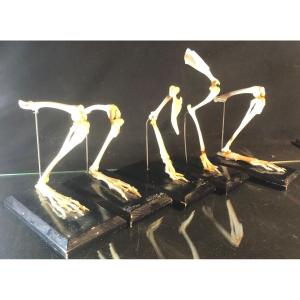 5 Old Animal Legs Early Twentieth Biology Laboratory Taxidermy Curiosity